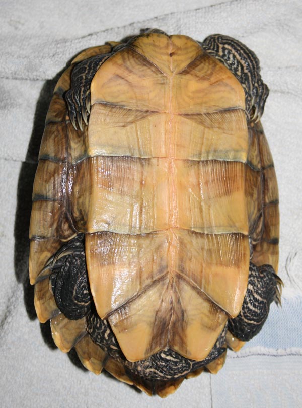 Identification tortue aquatique Photo_20