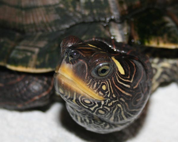 Identification tortue aquatique Photo_21