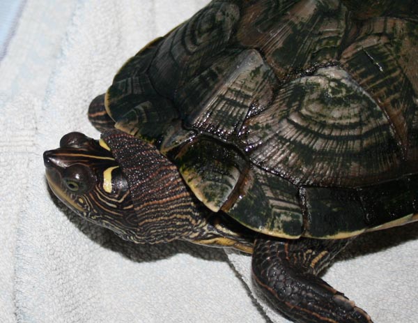 Identification tortue aquatique Photo_22