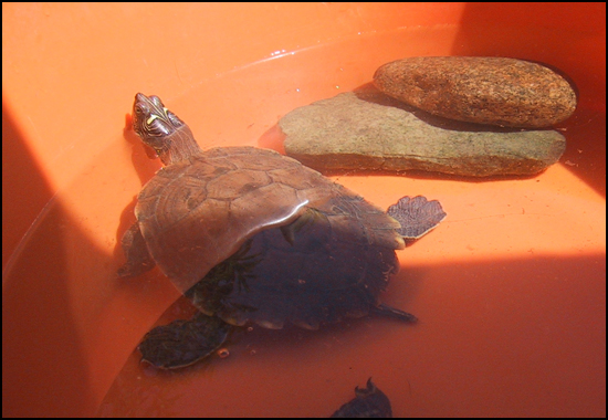 Ma tortue aquatique Tortue10