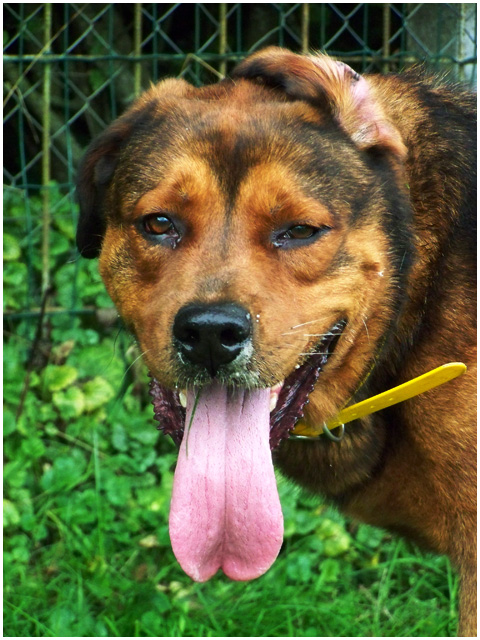 MANGO  (Croisé rottweiler fauve) - Page 13 101_1610