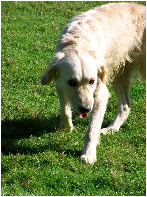 URIEL (golden retriever) 101_1713