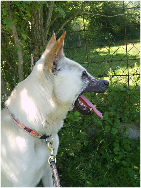 BOUBA (berger croisé labrador) - Page 2 S6008215