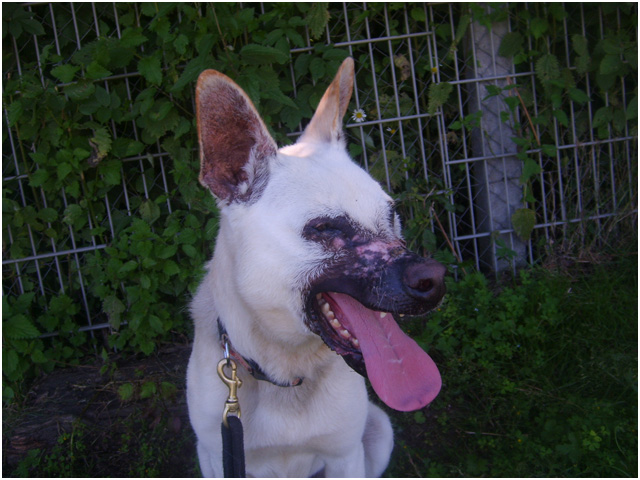 BOUBA (berger croisé labrador) - Page 2 S6008216