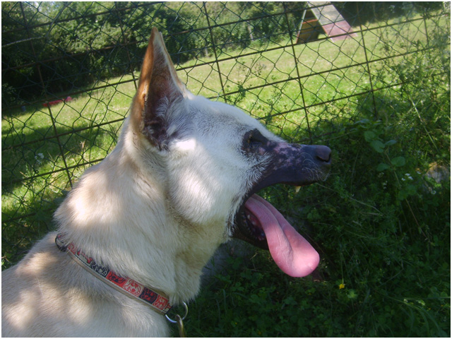 BOUBA (berger croisé labrador) - Page 2 S6008218