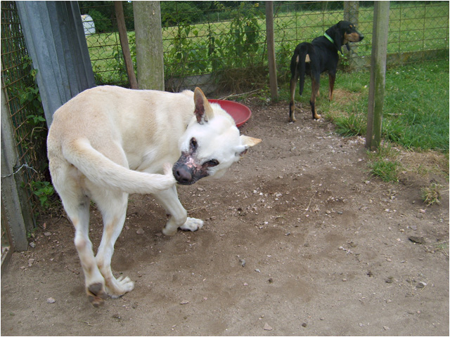 BOUBA (berger croisé labrador) - Page 3 S6008913