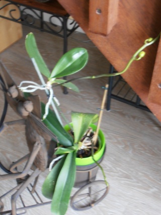 mes quelques orchidées Automn26