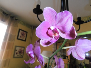 mes quelques orchidées Automn28