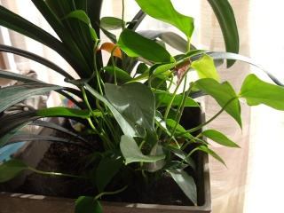 L'anthurium Avril_13
