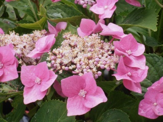 hydrangea libelle Fleur121