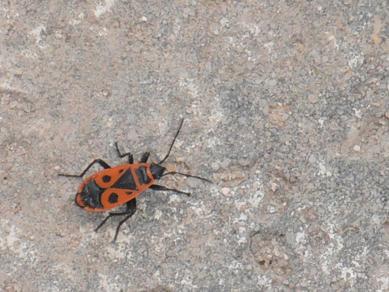 suis-je bien un pyrrhocoris Insect11