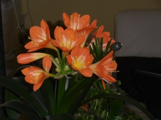 Clivia !!! - Page 2 Plante14