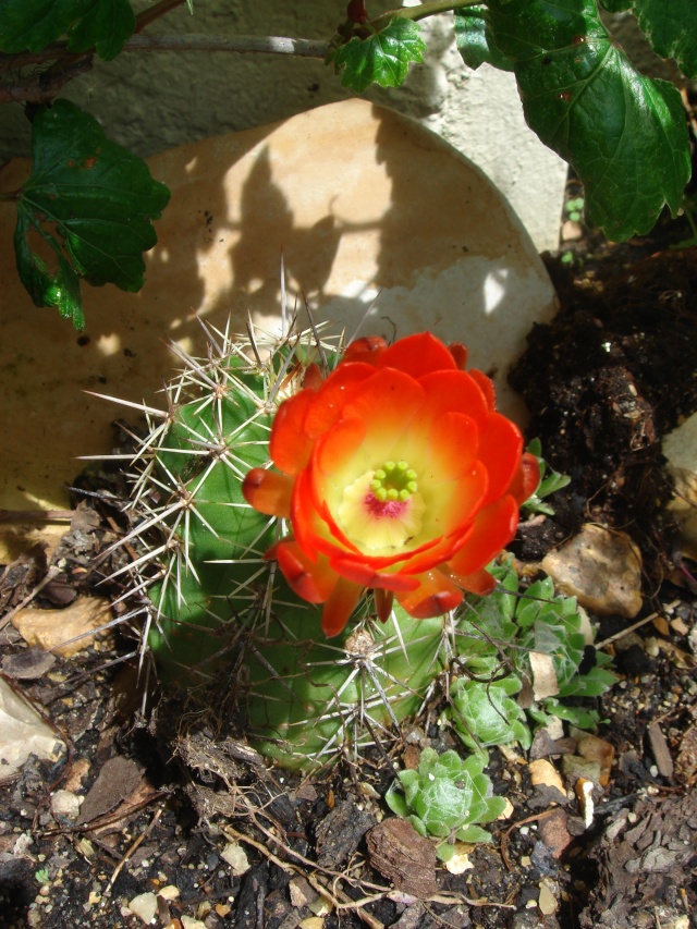 existe t il un cactus que l on peut laisser l hiver dehors 07_06_10