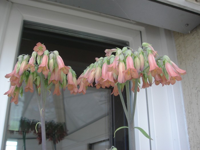 Kalanchoe daigremontiana Daigre10