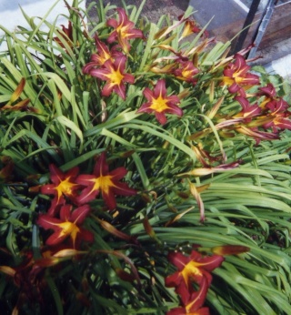 2 - Troc // Hemerocallis Hemero10