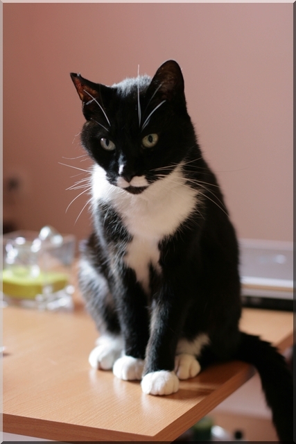 TOSBI chat mâle noir et blanc 14 ans - FELIN POSSIBLE (35) Tosbi10