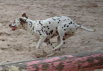 Euh bah les animaux quoi ^^ Imag2611