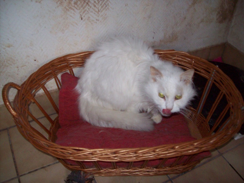 7 chats à sauver (2 roux, 3 blanc dont 1 poil long, 1 X angora, 1 sphynx) - 94 4_emer10