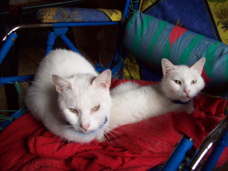 7 chats à sauver (2 roux, 3 blanc dont 1 poil long, 1 X angora, 1 sphynx) - 94 5_2_bl10