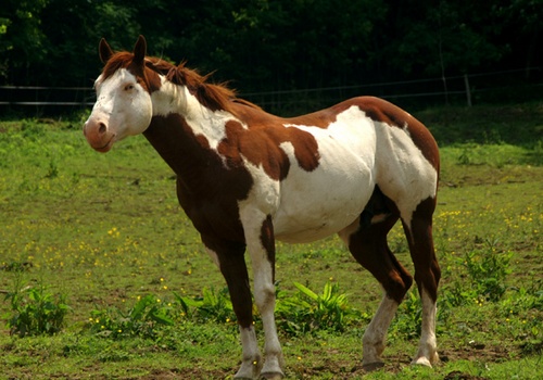 Paint Horse ♂  Little Bird Paint110