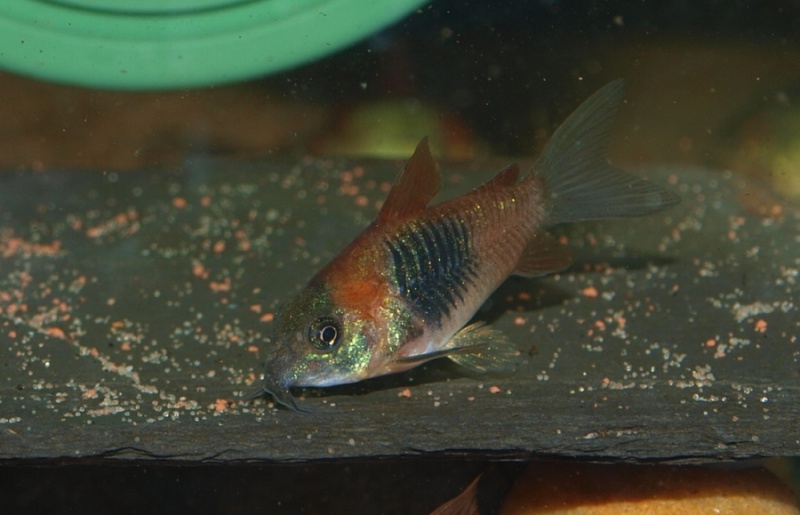 Corydoras "Black" 1_p61510