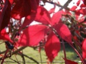 Concours Photo no 1 : ROUGE P9210010