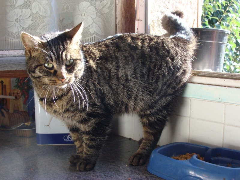 Trouvé : chat ou chatte gris tigré à Mougins (06) Dsc01610