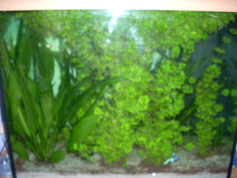mon aqua 120l avec guppys et plantes Guppy_10