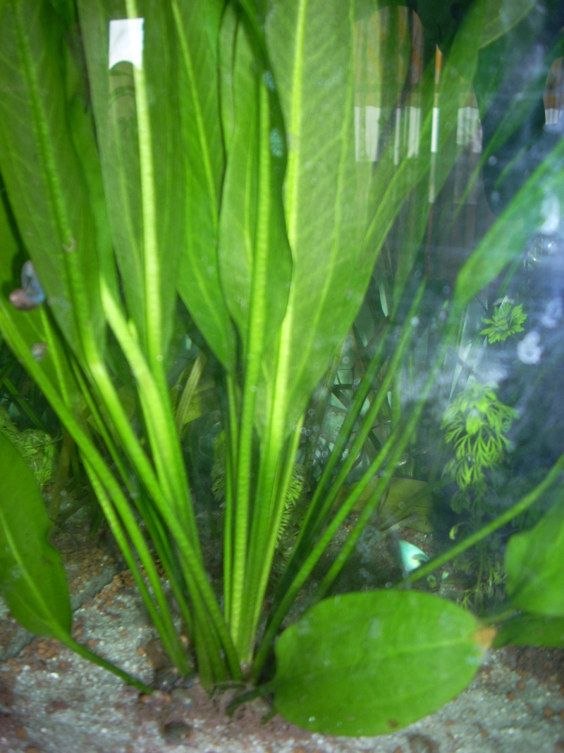 mon aqua 120l avec guppys et plantes Guppy_16
