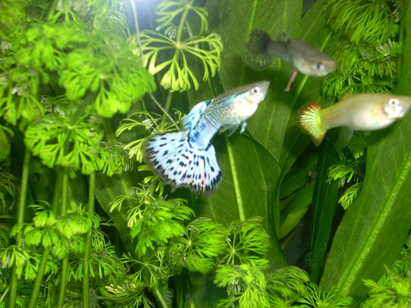 mon aqua 120l avec guppys et plantes Photo_42