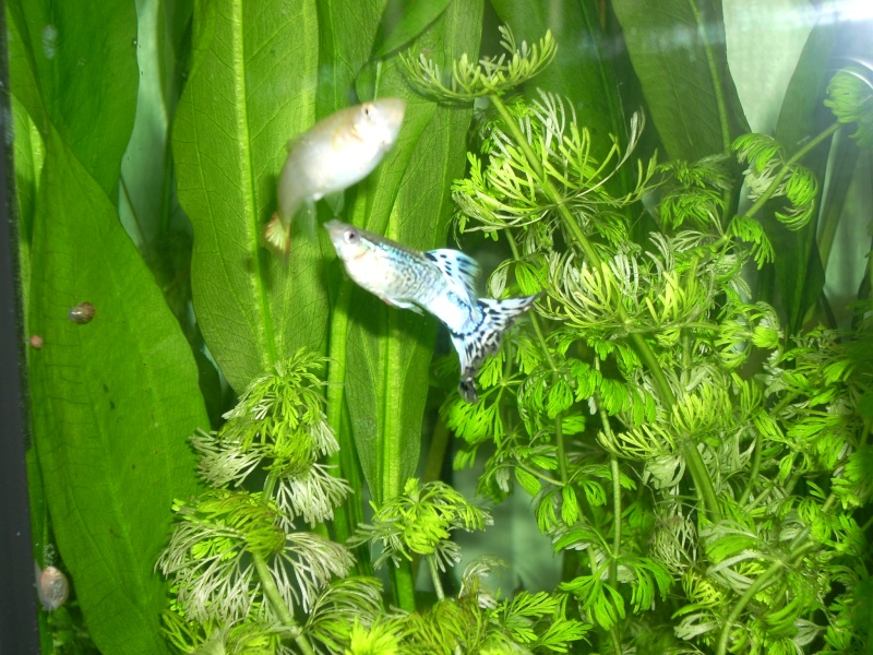 mon aqua 120l avec guppys et plantes Photo_46