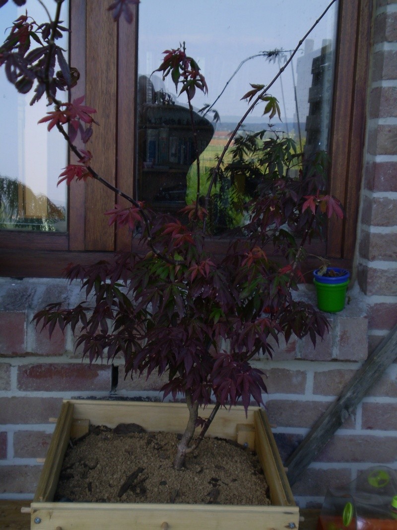 la famille palmatum P5200012