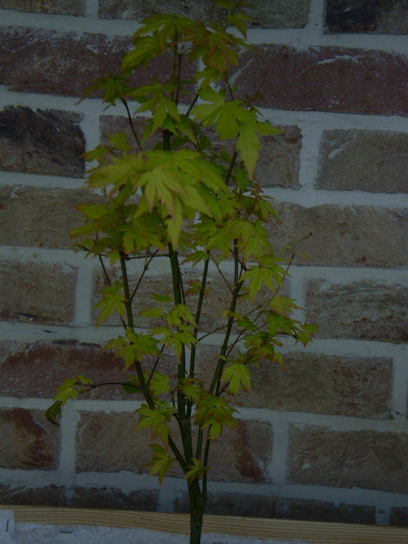 la famille palmatum P5200014