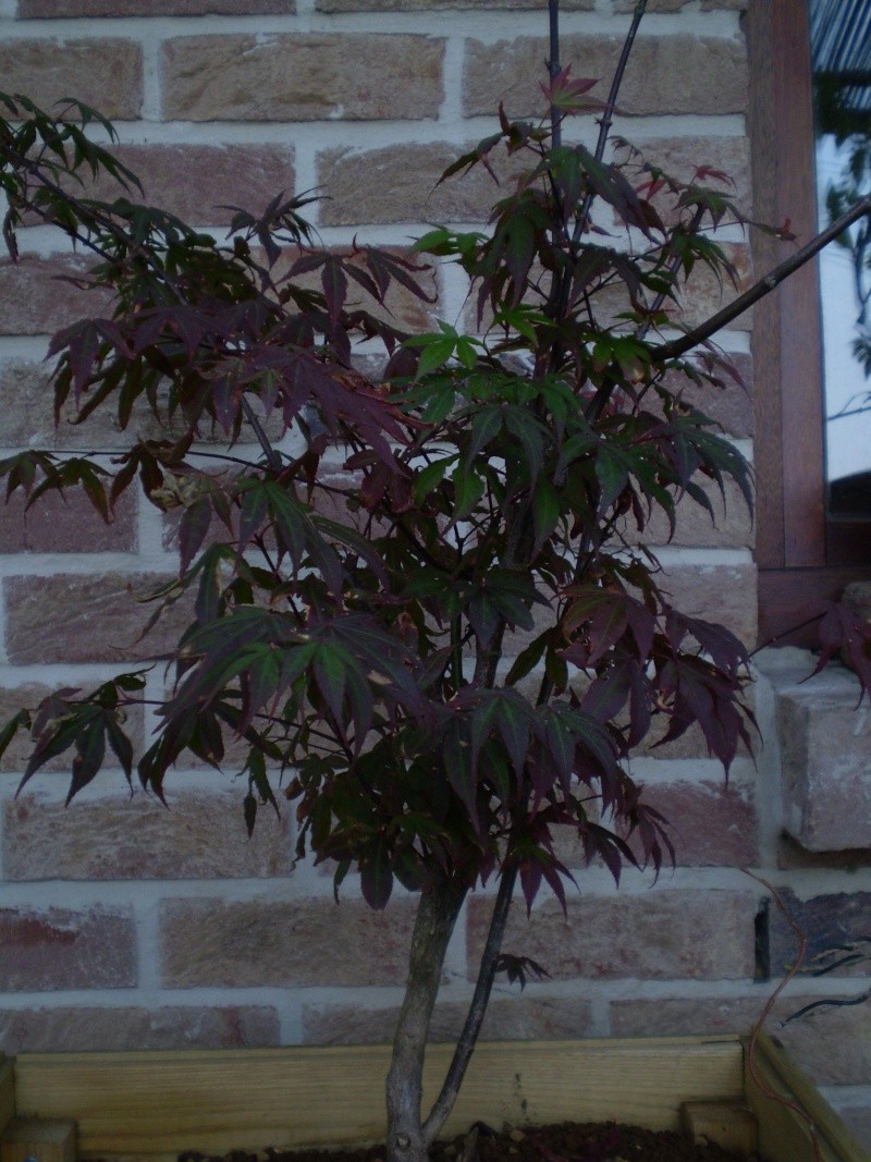 la famille palmatum P6090012