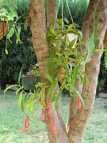 Nepenthes.... Nepent10