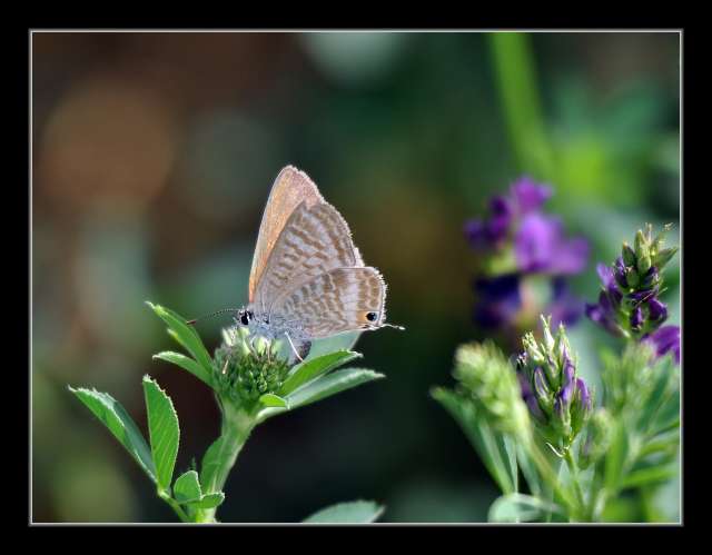 mes ballades natures  Dsc_0148