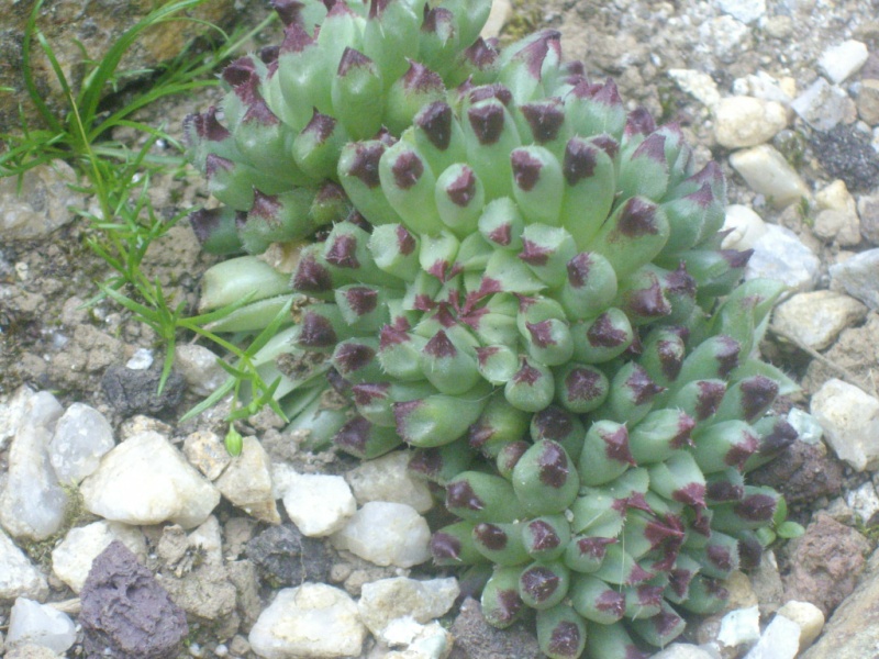 Sempervivum ? Imgp2411