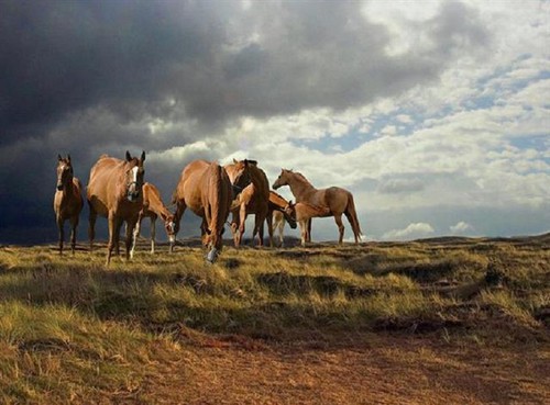 Les chevaux ! 78477310