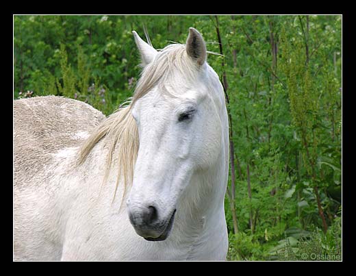 Les chevaux ! Camarg10