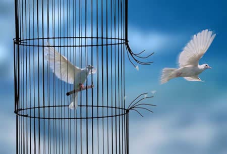 Les oiseaux............sans cage !!! Colomb12