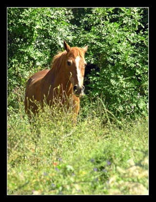 Les chevaux ! Compli10