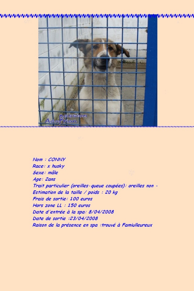 CONNY Croisé husky 2 ans LA LOUVIERE BELGIQUE Conny10