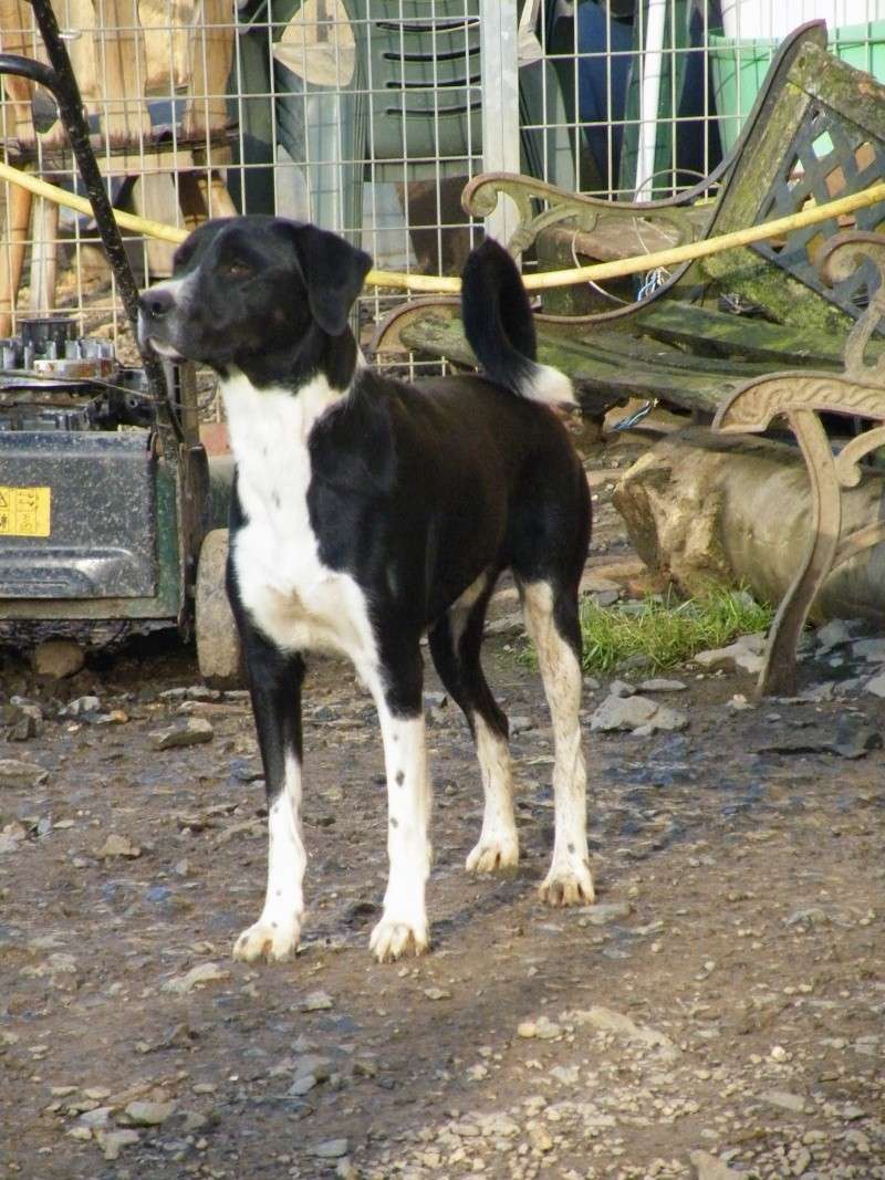 Gilou X Border-Collie né en janvier 2010 Dscf5317