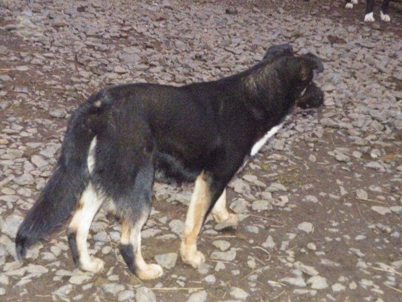 Gwen croisé border collie née en juillet 2011 Dscf6534