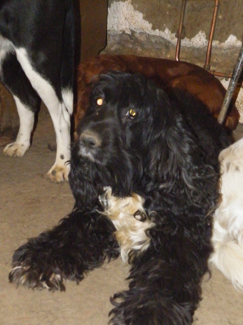 Chloé cocker spaniel née le 11 décembre 2003 Dscf6537