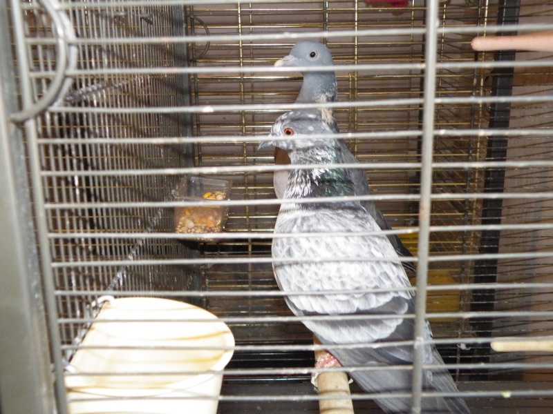 2 pigeons Dscf6728