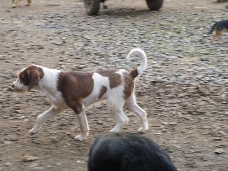 Lobo croisé épagneul korthal né le 2 juin 2011 Dscf7034