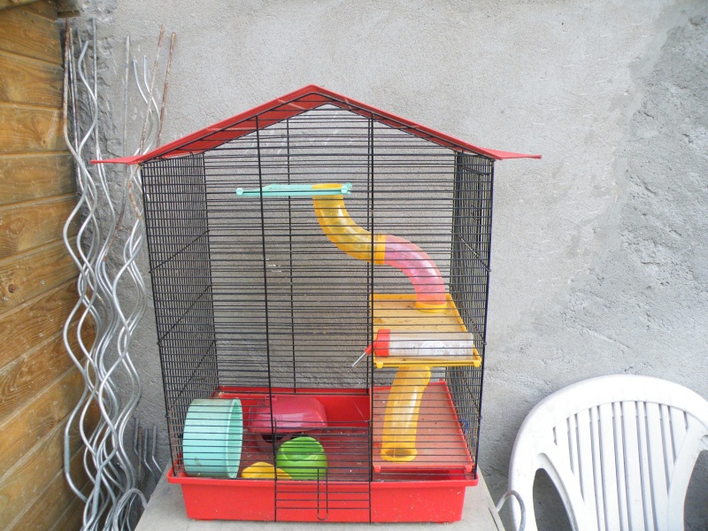 Cherche cage pour rats Dscf7414