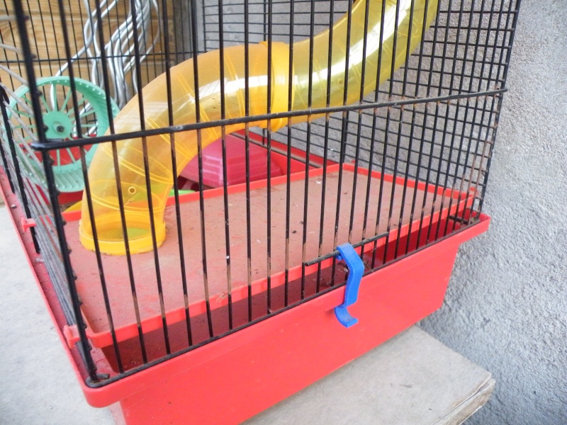 Cherche cage pour rats Dscf7416