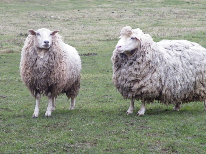 mouton et brebies Dscf8051